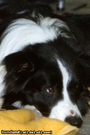Border Collie Hunde Foto 3285 Border Collie Der große Frust...