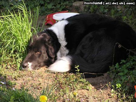 Border Collie Hunde Foto 20814 Border Collie border collie mischling