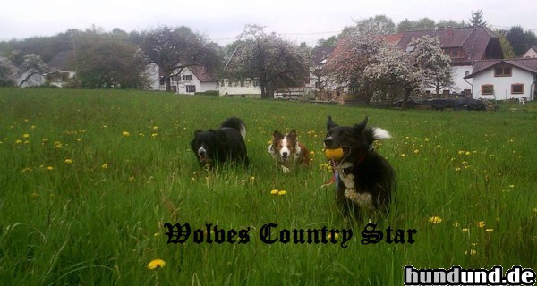 Border Collie Lillifee in blue sable IV Queen of Eskalony