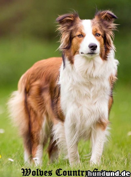 Border Collie Lillifee in blue sable IV Queen of Eskalony