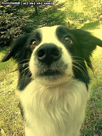 Border Collie Border Collie Laika