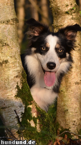 Border Collie Border Collie Nate