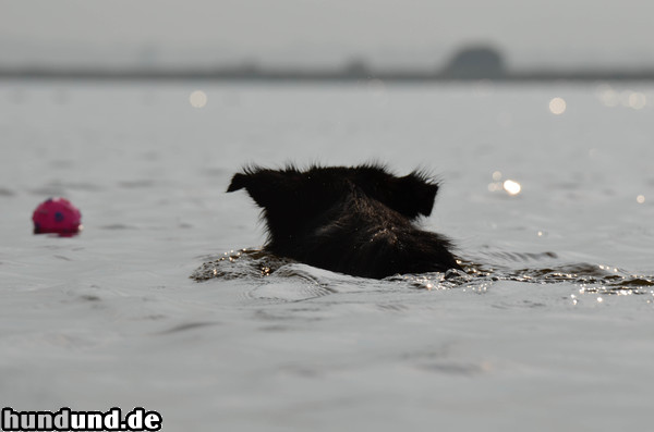 Border Collie Border Collie Nate liebt das Wasser 