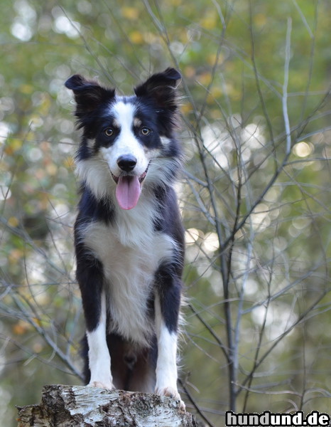 Border Collie Hunde Foto 47130 Border Collie Border Collie Nate