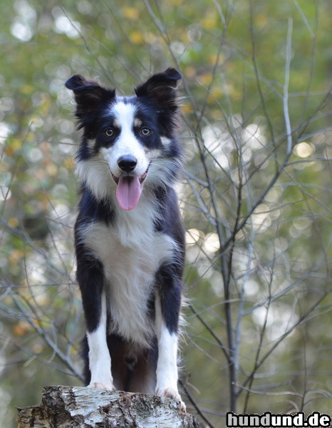 Border Collie Border Collie Nate