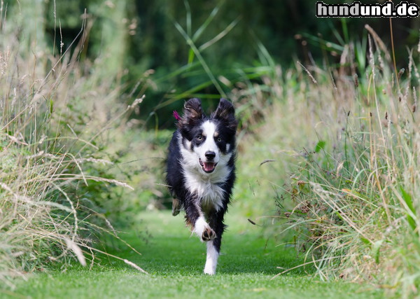 Border Collie Border Collie Nate (1 Jahr alt) läuft über die Wiese zwischen Sträuchern.