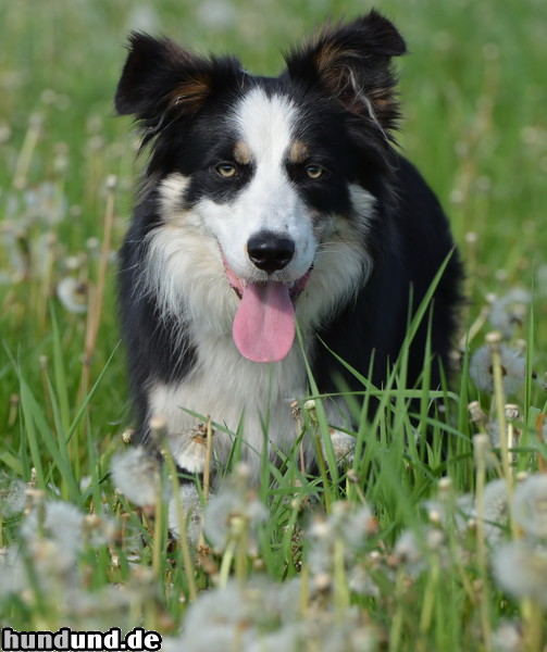 Border Collie Hunde Foto 47128 Border Collie Border Collie, Blumenwiese ( 2014)