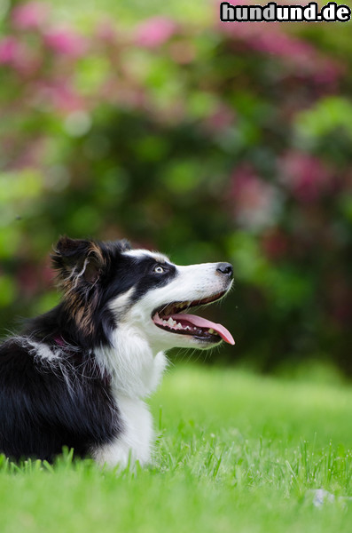 Border Collie Border Collie, tricolour, Junghund