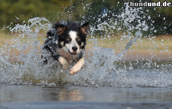 Border Collie Border Collie Nate liebt das Wasser 