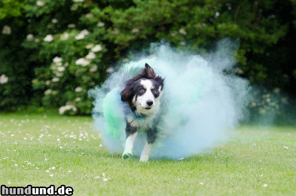 Border Collie Border Collie Nate 