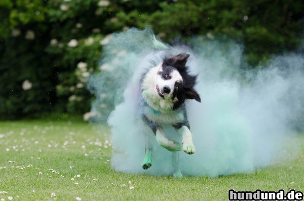 Border Collie Border Collie Nate 