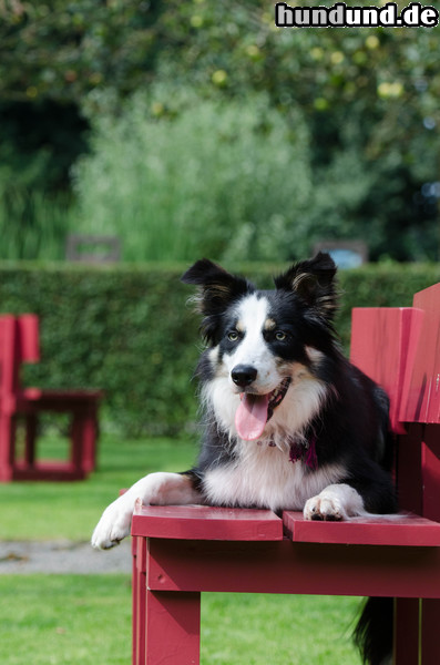 Border Collie Auf der Sitzbank - Border Collie Nate 1 Jahr alt