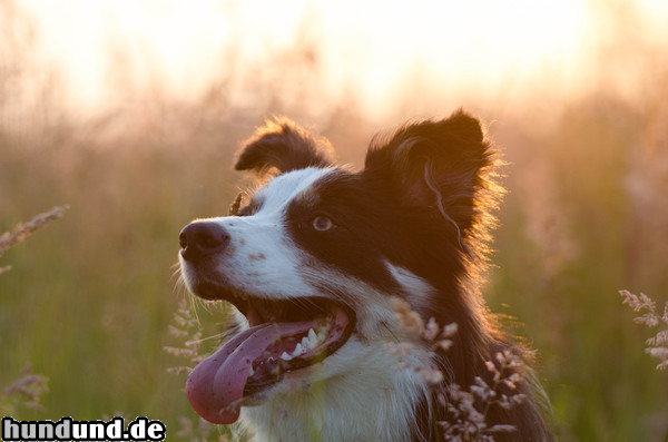 Border Collie Border Collie Nate