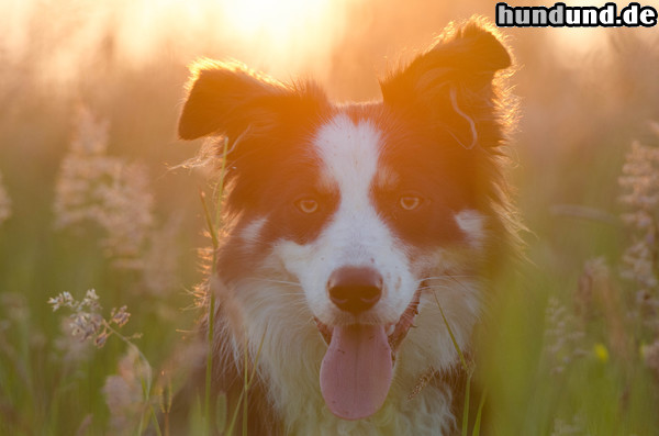 Border Collie Border Collie Nate