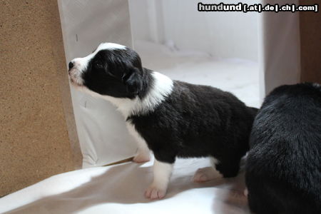 Border Collie Bobo vom Falkenhagener Hof geb 18.4.2012