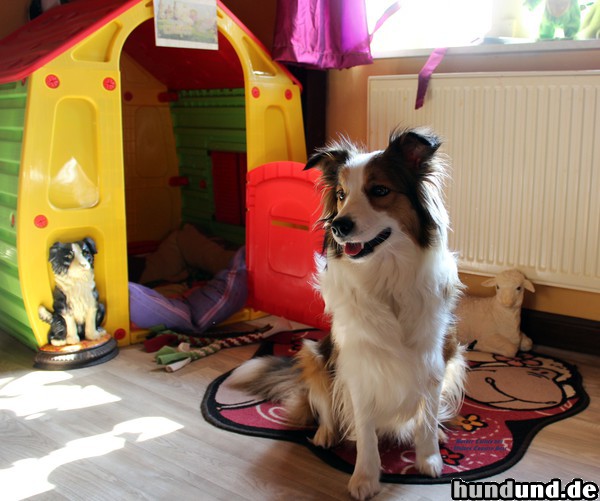 Border Collie Lillifee IV Queen of Eskalony und Ihr Schloss.