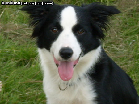 Border Collie