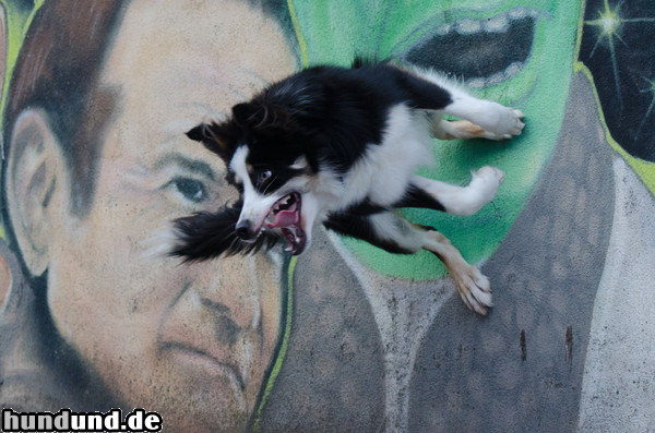 Border Collie Sprung von der Wand: Border Collie Nate zeigt einen Trick.