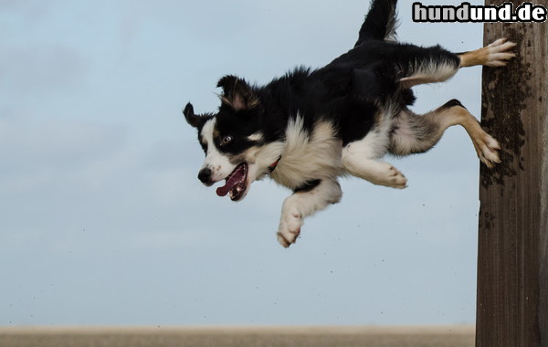 Border Collie Border Collie Nate zeigt einen Trick.