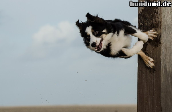 Border Collie Border Collie Nate zeigt einen Trick.