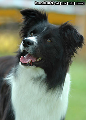 Border Collie Hunde Foto 24577 in höherer Auflösung ansehen Border Collie Border Collie