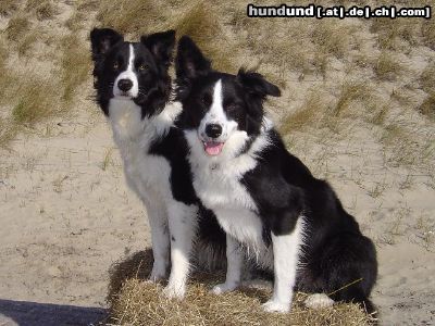 Border Collie Hunde Foto 12220 Border Collie 2 im Urlaub
