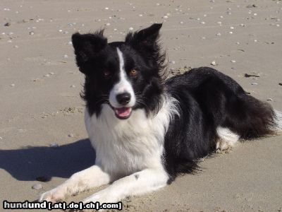 Border Collie Hunde Foto 12860 Border Collie Glotz nich so