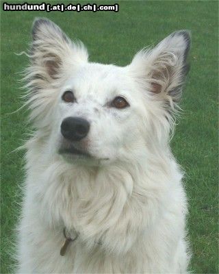 Border Collie Hunde Foto 12939 Border Collie Kalle
