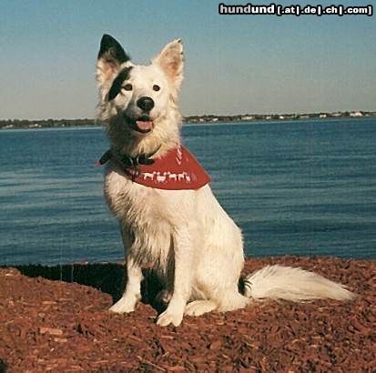 Border Collie Hunde Foto 12940 Border Collie schönes Halstuch