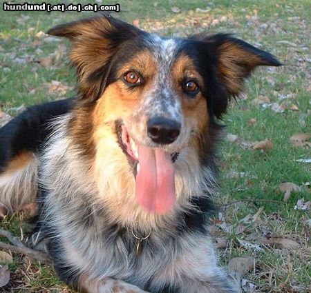 Border Collie Hunde Foto 12941 Border Collie auch das ist ein Bordercollie