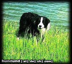 Border Collie Hunde Foto 6480 Border Collie Tom die Wasserratte