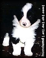 Border Collie Hunde Foto 7058 Border Collie Tom´s Sohn Merlin (First Time Hero vom Birkenhof) mit ca. 5 Wochen
