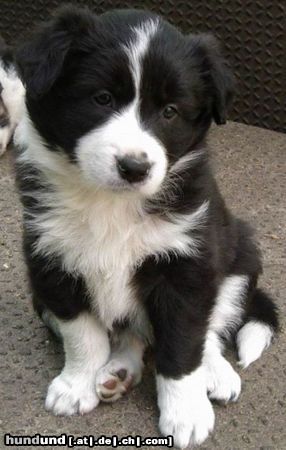 Border Collie Hunde Foto 12200 Border Collie Border Welpe