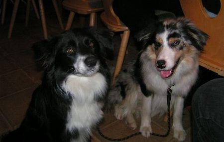 Border Collie Hunde Foto 29516 in höherer Auflösung ansehen Border Collie Bärenbrüder