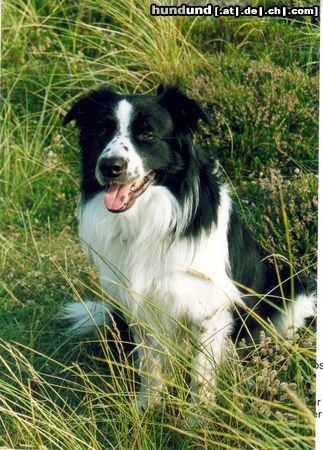 Border Collie Hunde Foto 3000 Border Collie Buddy