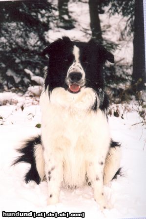 Border Collie Hunde Foto 3339 Border Collie Buddy im Winter
