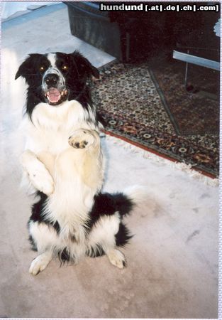 Border Collie Hunde Foto 3336 Border Collie Buddy beim Mänchen machen