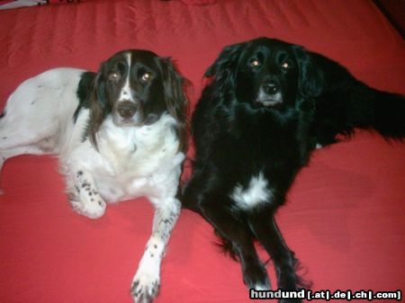 Border Collie Hunde Foto 19363 in höherer Auflösung ansehen Border Collie Buffy und Tom - Ein starkes Team