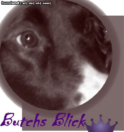 Border Collie Hunde Foto 15205 Border Collie Butchs Augenblicke