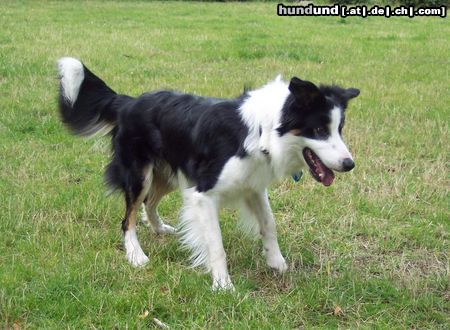 Border Collie Hunde Foto 13005 Border Collie Charly beim Spielen