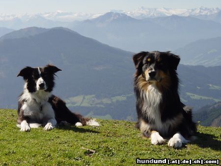 Border Collie Hunde Foto 20805 in höherer Auflösung ansehen Border Collie Border und Aussie
