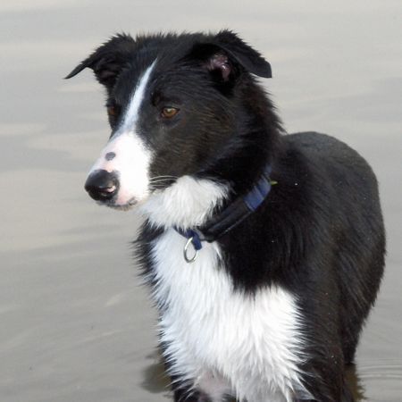Border Collie Hunde Foto 32348 Border Collie mein ganzer Stolz Connor aus Irland