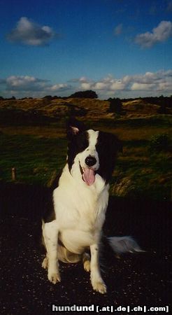 Border Collie Hunde Foto 14757 Border Collie Jasper aus St. Peter-Ording
