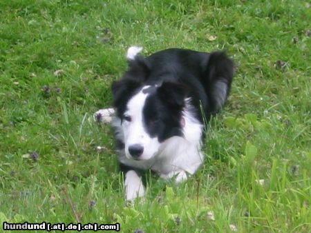 Border Collie Hunde Foto 14646 Border Collie Mike beim Hüten
