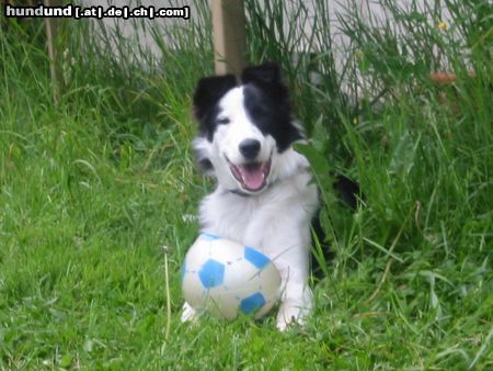 Border Collie Hunde Foto 16888 Border Collie Jaaa ich habe den Ball gefasst