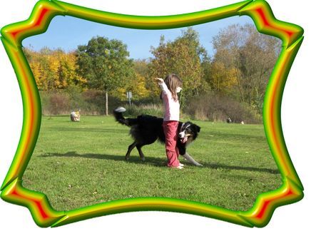 Border Collie Hunde Foto 35870 in höherer Auflösung ansehen Border Collie