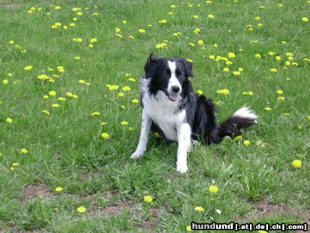 Border Collie Hunde Foto 10942 Border Collie Filou