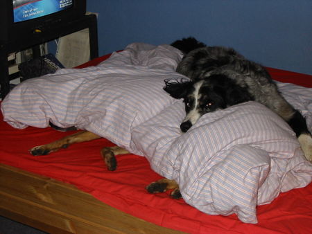 Border Collie Hunde Foto 32960 Border Collie