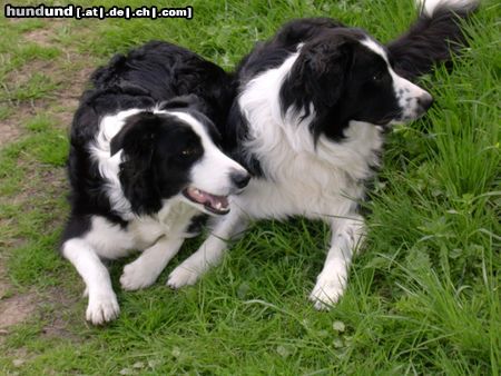 Border Collie Hunde Foto 11780 Border Collie Gioca+Filou