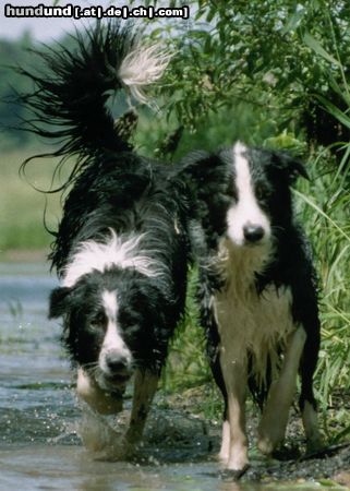Border Collie Hunde Foto 13150 Border Collie Filou + Gioca